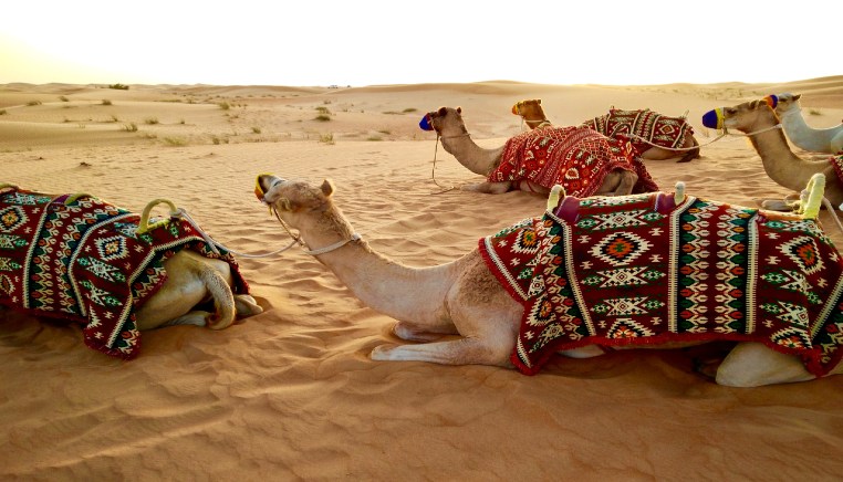 MENA camels