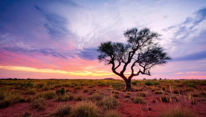 lone tree sunset desert